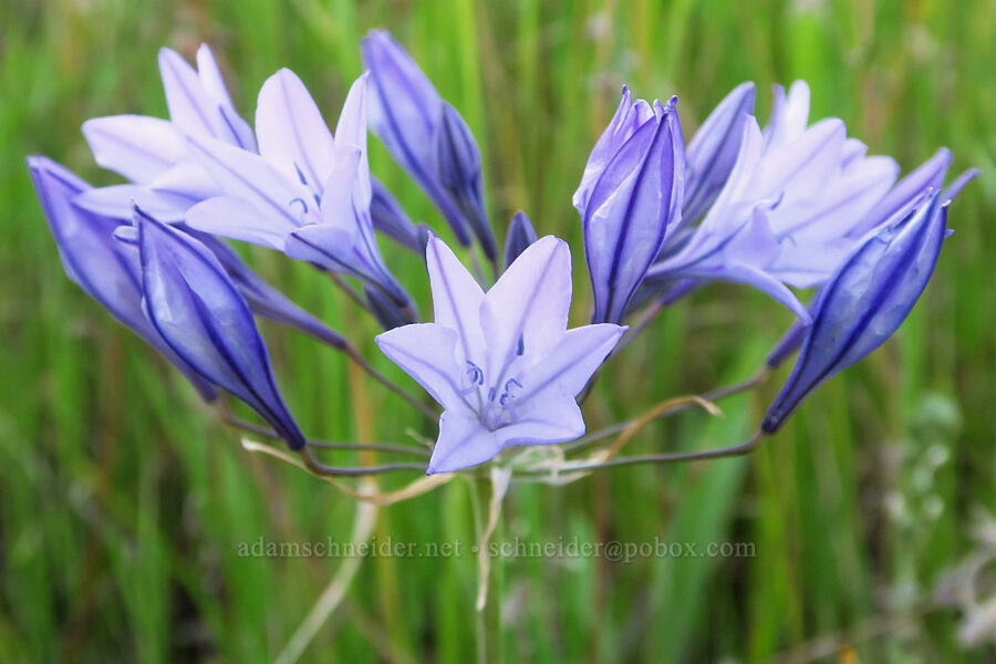 Ithuriel's spear (Triteleia laxa (Brodiaea laxa)) [Upper Bidwell Park, Chico, Butte County, California]