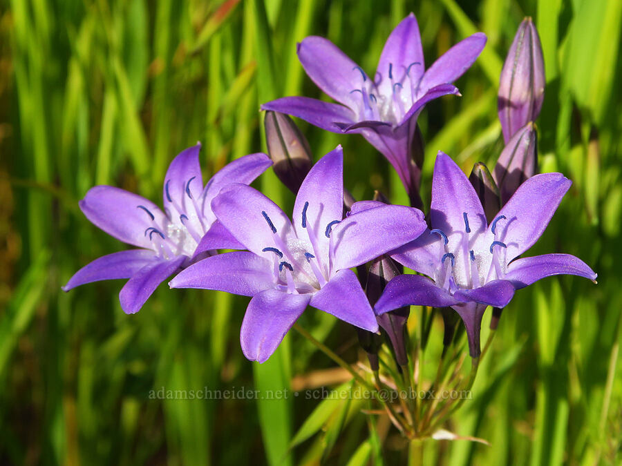 Bridges' triplet-lily (Triteleia bridgesii (Brodiaea bridgesii)) [Upper Bidwell Park, Chico, Butte County, California]