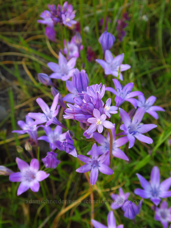 round-tooth ookow & Bridges' triplet-lily (Dichelostemma multiflorum (Brodiaea multiflora), Triteleia bridgesii (Brodiaea bridgesii)) [Upper Bidwell Park, Chico, Butte County, California]