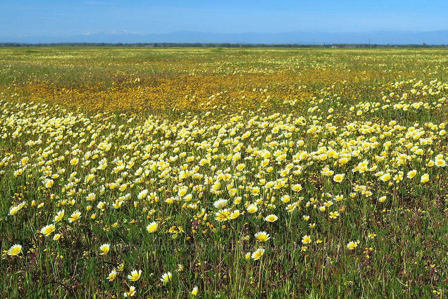 Fremont's tidy-tips (Layia fremontii) [Vina Plains Preserve, Tehama County, California]