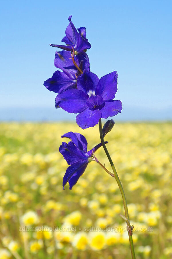 royal larkspur (Delphinium variegatum) [Vina Plains Preserve, Tehama County, California]