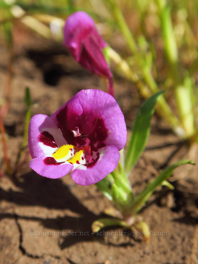 tri-color monkeyflower (Diplacus tricolor (Mimulus tricolor)) [Vina Plains Preserve, Tehama County, California]