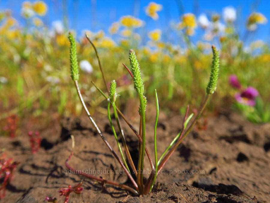 least mouse-tail (Myosurus minimus) [Vina Plains Preserve, Tehama County, California]