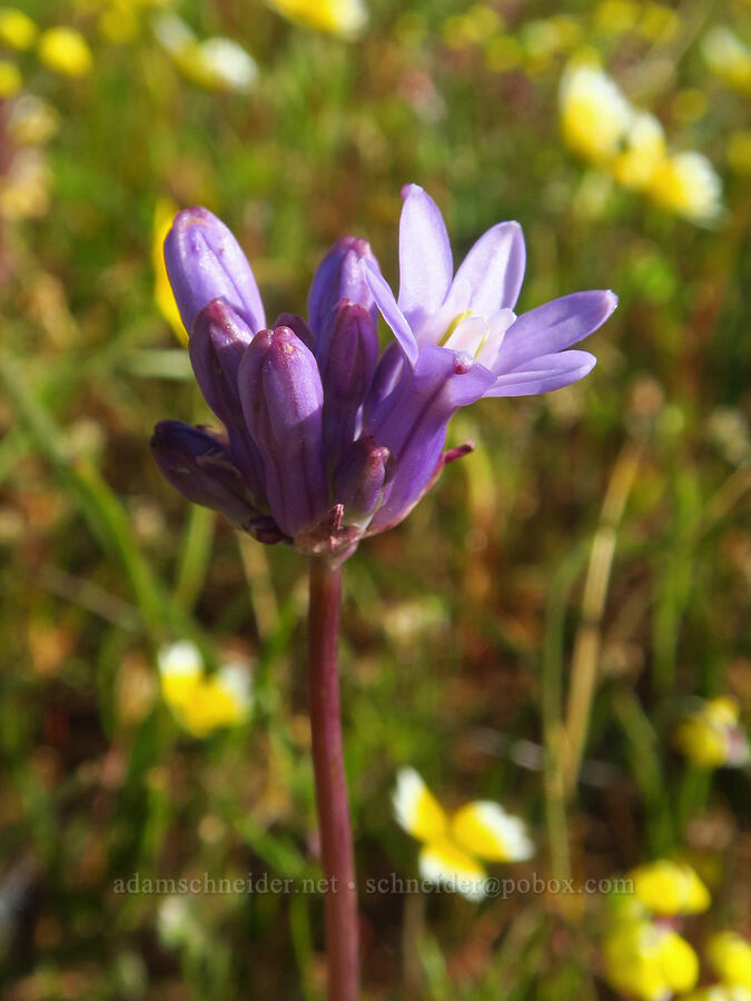 round-tooth ookow (Dichelostemma multiflorum (Brodiaea multiflora)) [Vina Plains Preserve, Tehama County, California]