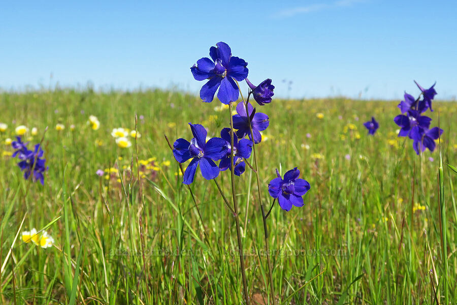 royal larkspur (Delphinium variegatum) [Vina Plains Preserve, Tehama County, California]