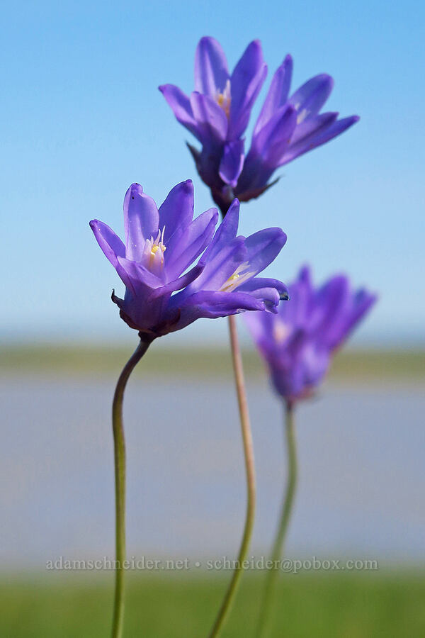 blue dicks (Dipterostemon capitatus (Dichelostemma capitatum)) [Vina Plains Preserve, Tehama County, California]
