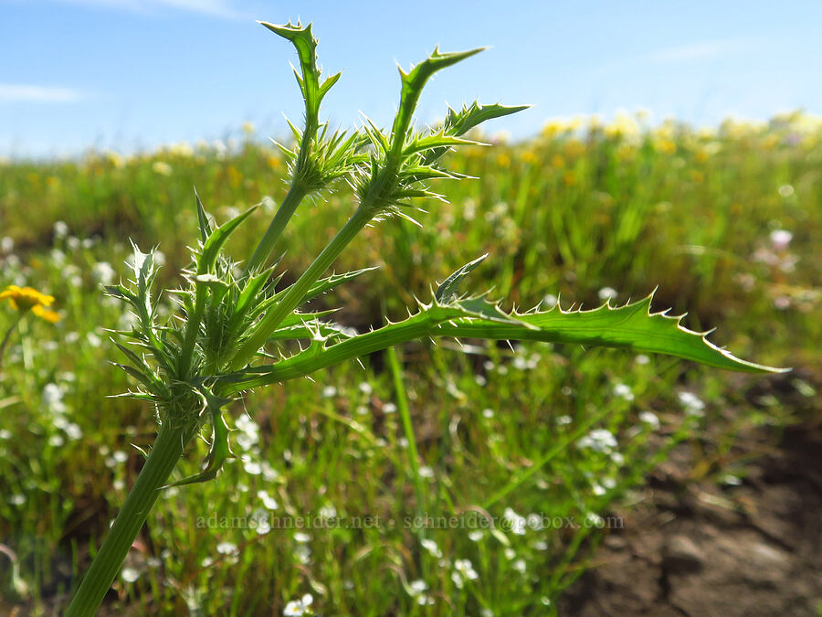 Great Valley coyote-thistle leaves (Eryngium castrense) [Vina Plains Preserve, Tehama County, California]