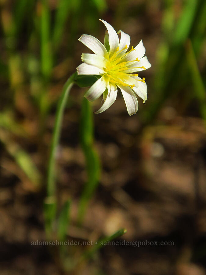 Douglas' microseris (Microseris douglasii) [Vina Plains Preserve, Tehama County, California]