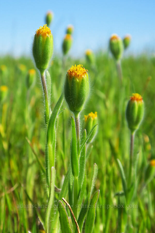 blow-wives, flowering (Achyrachaena mollis) [Vina Plains Preserve, Tehama County, California]