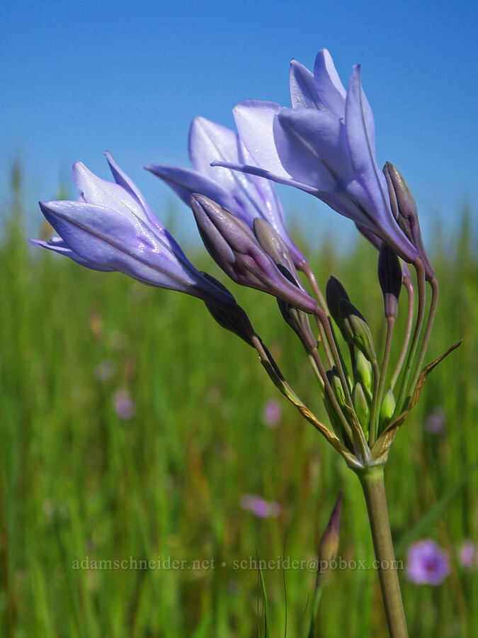 Ithuriel's spear (Triteleia laxa (Brodiaea laxa)) [Vina Plains Preserve, Tehama County, California]