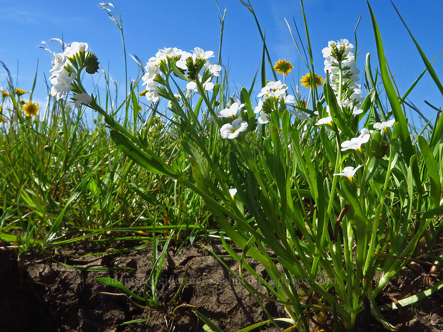 stalked popcorn flower (Plagiobothrys stipitatus) [Vina Plains Preserve, Tehama County, California]