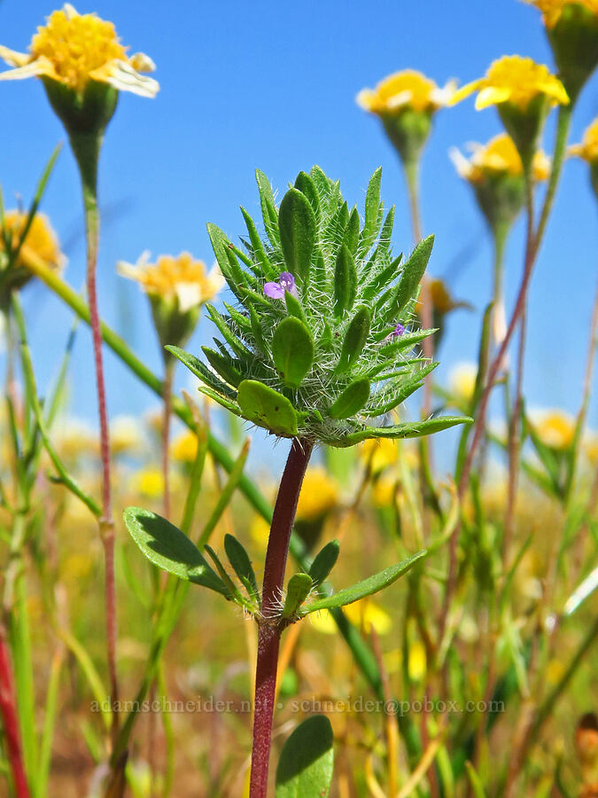 Sacramento mesa-mint & gold-fields (Pogogyne zizyphoroides, Lasthenia sp.) [Vina Plains Preserve, Tehama County, California]
