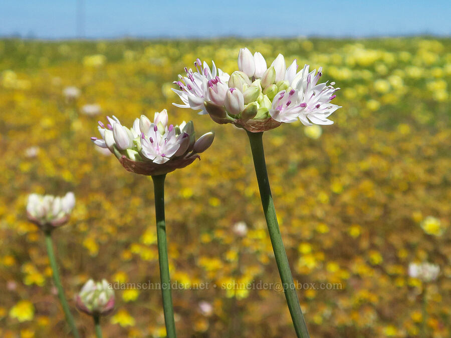 narrow-leaf onion (Allium amplectens) [Vina Plains Preserve, Tehama County, California]