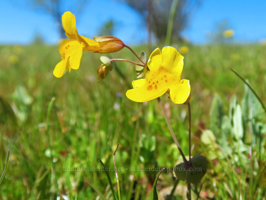 shield-bracted monkeyflower (Erythranthe glaucescens (Mimulus glaucescens)) [Vina Plains Preserve, Tehama County, California]