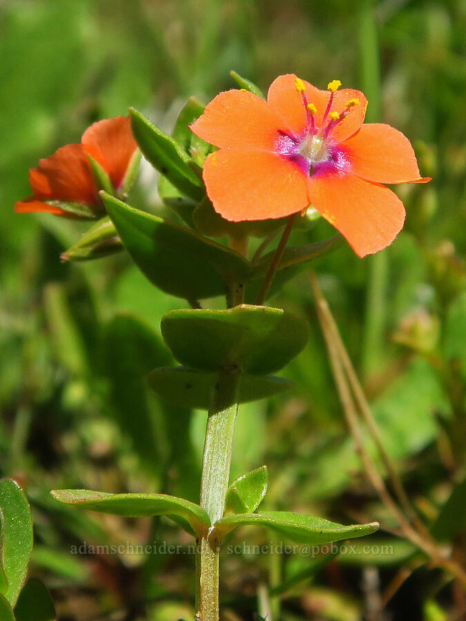 scarlet pimpernel (Anagallis arvensis) [Vina Plains Preserve, Tehama County, California]