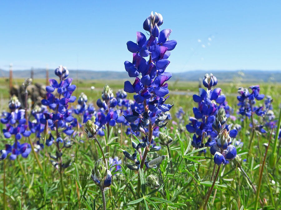 sky lupine (Lupinus nanus) [Vina Plains Preserve, Tehama County, California]