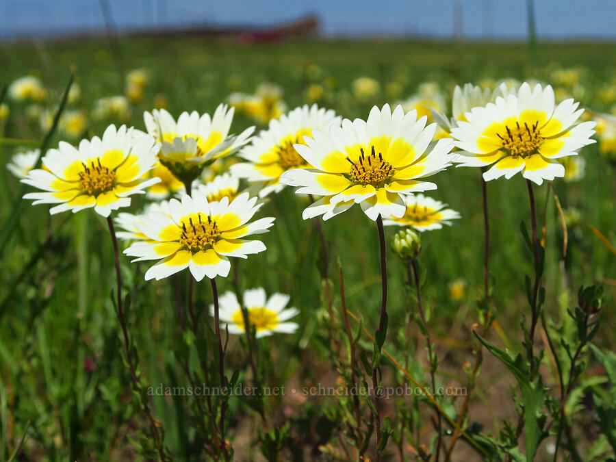 Fremont's tidy-tips (Layia fremontii) [Vina Plains Preserve, Butte County, California]