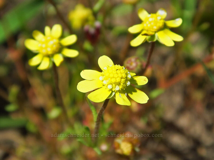 common glue-seed (Blennosperma nanum) [Vina Plains Preserve, Butte County, California]