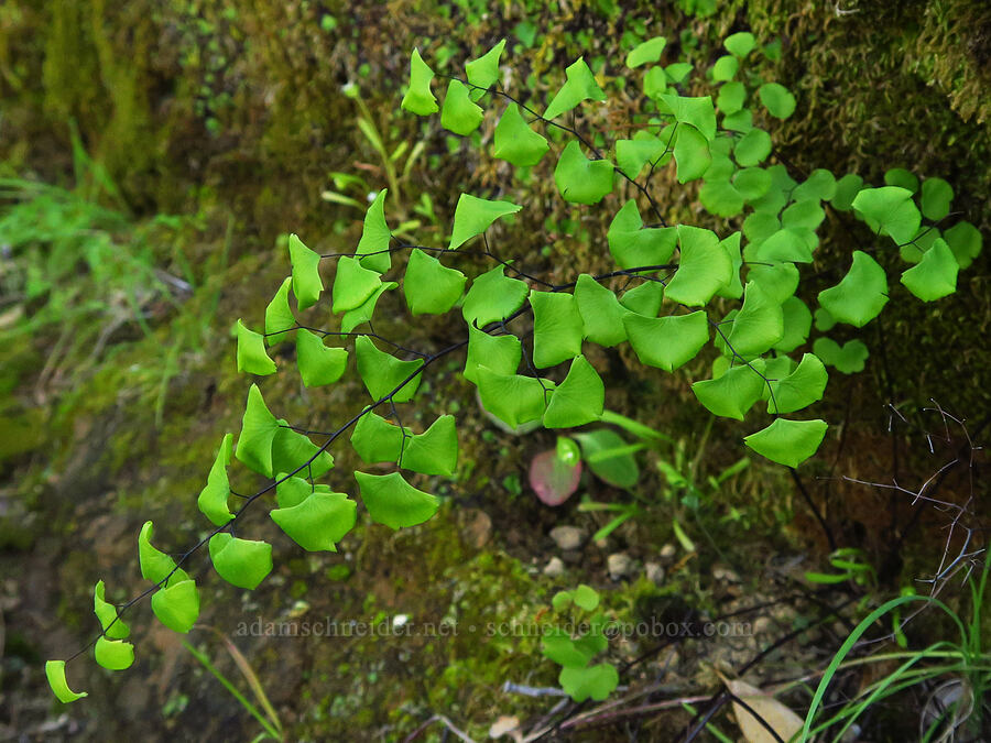 California maiden-hair fern (Adiantum jordanii) [Big Chico Creek Ecological Reserve, Butte County, California]