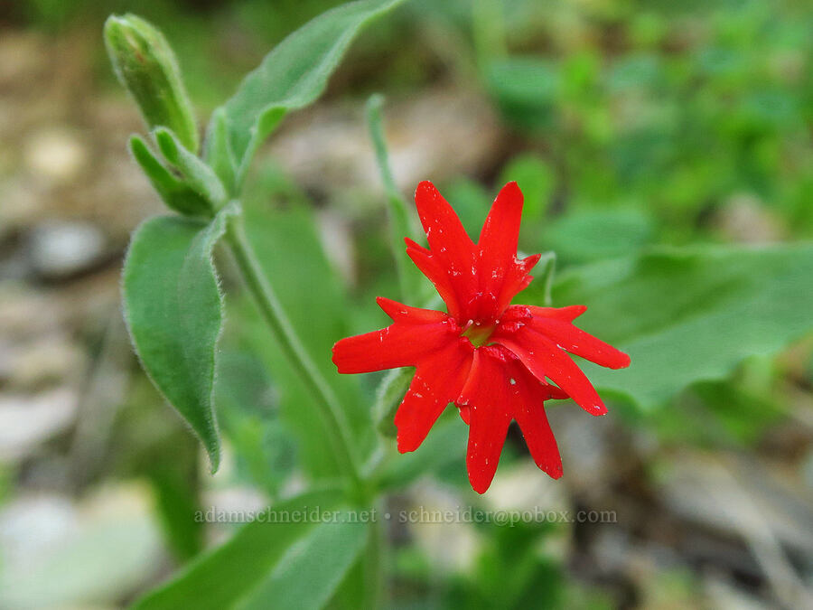 California Indian-pink (Silene laciniata ssp. californica) [Big Chico Creek Ecological Reserve, Butte County, California]