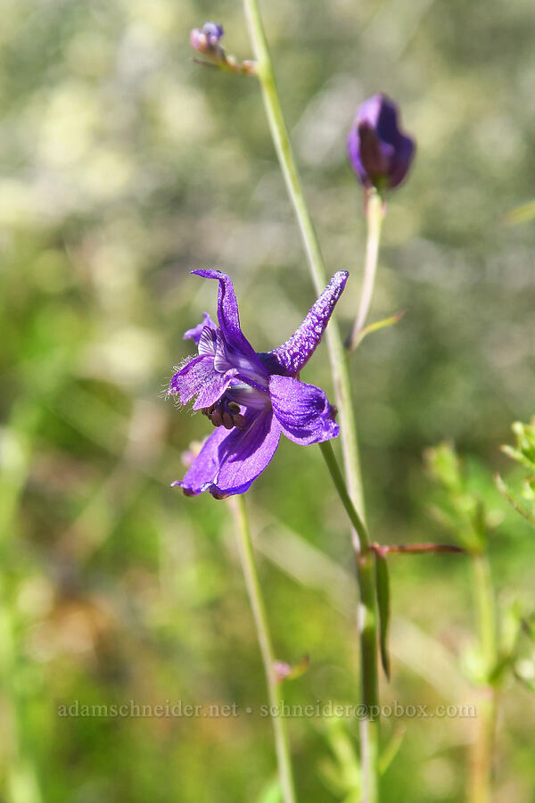 spreading larkspur (Delphinium patens) [Big Chico Creek Ecological Reserve, Butte County, California]
