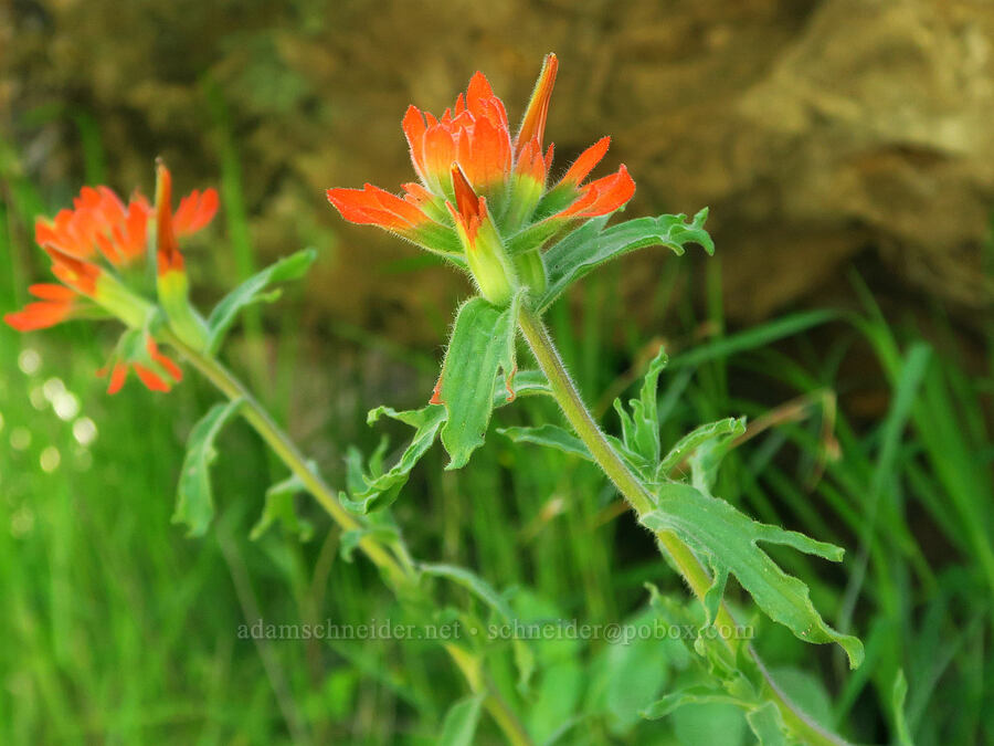wavy-leaf paintbrush (Castilleja applegatei var. pinetorum) [Big Chico Creek Ecological Reserve, Butte County, California]