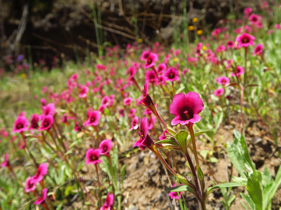 Kellogg's monkeyflower (Diplacus kelloggii (Mimulus kelloggii)) [Big Chico Creek Ecological Reserve, Butte County, California]