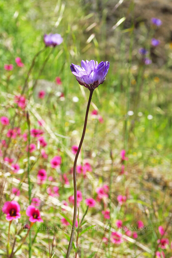 blue dicks & Kellog's monkeyflower (Dipterostemon capitatus (Dichelostemma capitatum), Diplacus kelloggii (Mimulus kelloggii)) [Big Chico Creek Ecological Reserve, Butte County, California]