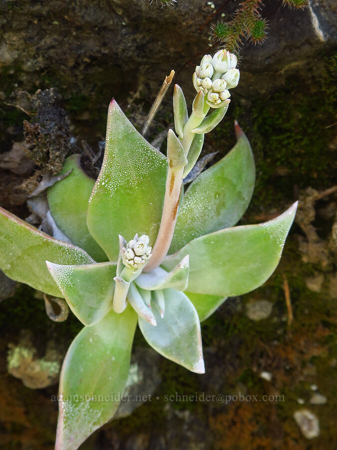 rock lettuce (canyon live-forever), budding (Dudleya cymosa) [Big Chico Creek Ecological Reserve, Butte County, California]