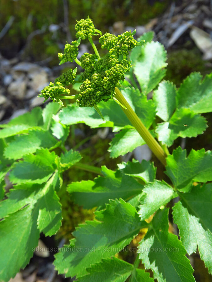Hartweg's umbrella-wort, budding (Tauschia hartwegii) [Big Chico Creek Ecological Reserve, Butte County, California]