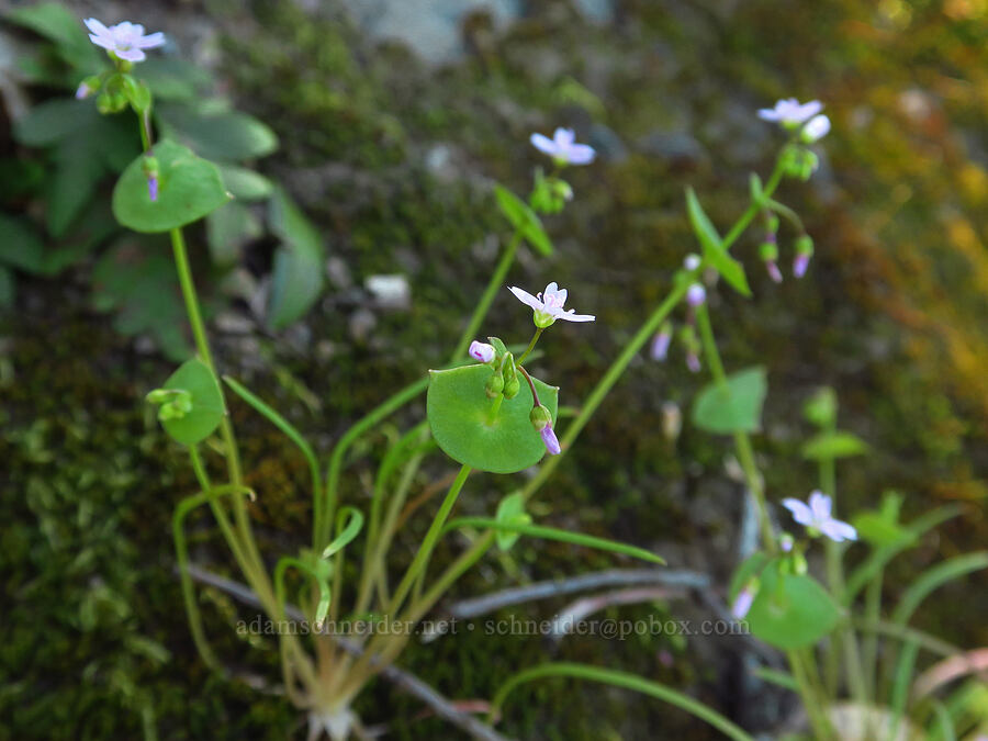 narrow-leaf miner's lettuce (Claytonia parviflora ssp. parviflora (Montia parviflora ssp. parviflora)) [Big Chico Creek Ecological Reserve, Butte County, California]