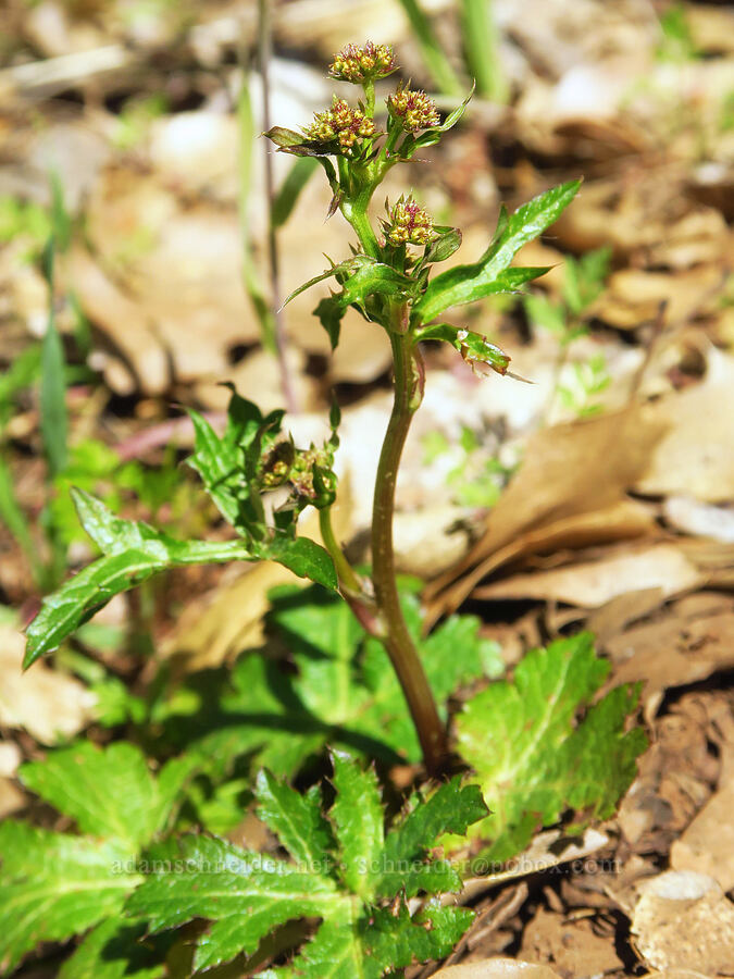Pacific sanicle (Sanicula crassicaulis) [Big Chico Creek Ecological Reserve, Butte County, California]