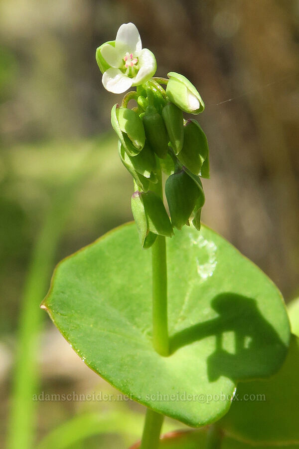 miner's-lettuce (Claytonia perfoliata ssp. perfoliata) [Big Chico Creek Ecological Reserve, Butte County, California]