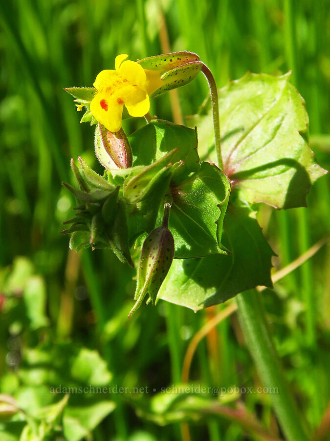 big-nose monkeyflower (Erythranthe nasuta (Mimulus guttatus var. nasutus)) [Big Chico Creek Ecological Reserve, Butte County, California]