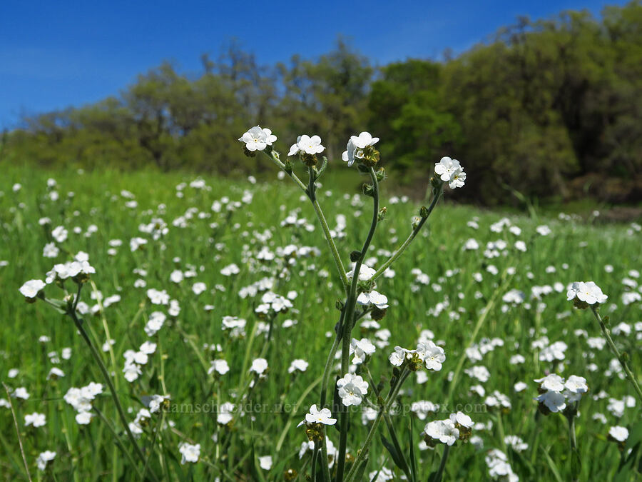 valley popcorn-flower (Plagiobothrys canescens) [Big Chico Creek Ecological Reserve, Butte County, California]
