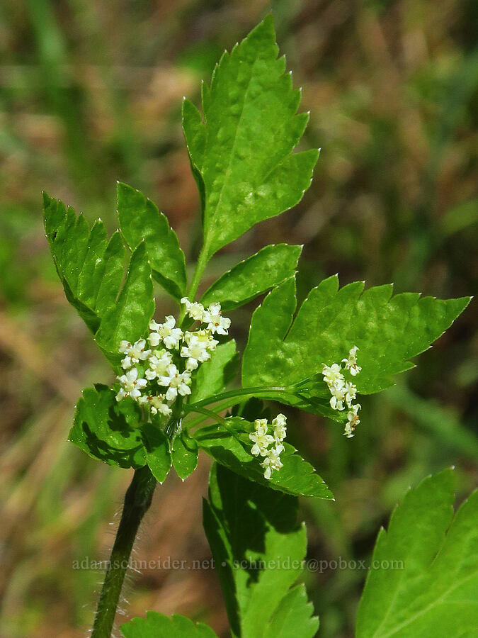mountain sweet-cicely (Osmorhiza berteroi) [Big Chico Creek Ecological Reserve, Butte County, California]