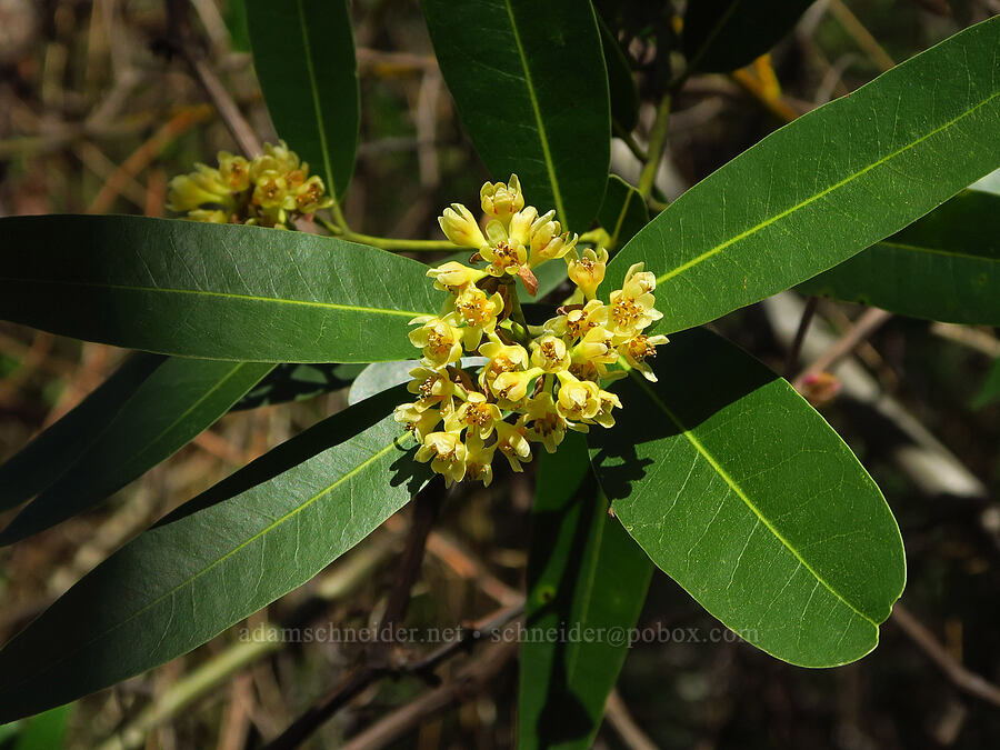 California bay flowers (Umbellularia californica) [Big Chico Creek Ecological Reserve, Butte County, California]
