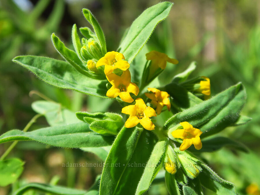 California stoneseed/puccoon (Lithospermum californicum) [Big Chico Creek Ecological Reserve, Butte County, California]