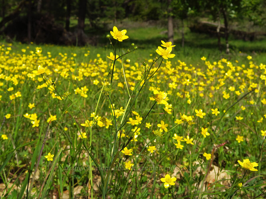 western buttercups (Ranunculus occidentalis) [Big Chico Creek Ecological Reserve, Butte County, California]