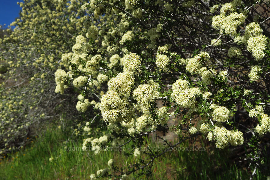 buck-brush (Ceanothus cuneatus) [Big Chico Creek Ecological Reserve, Butte County, California]