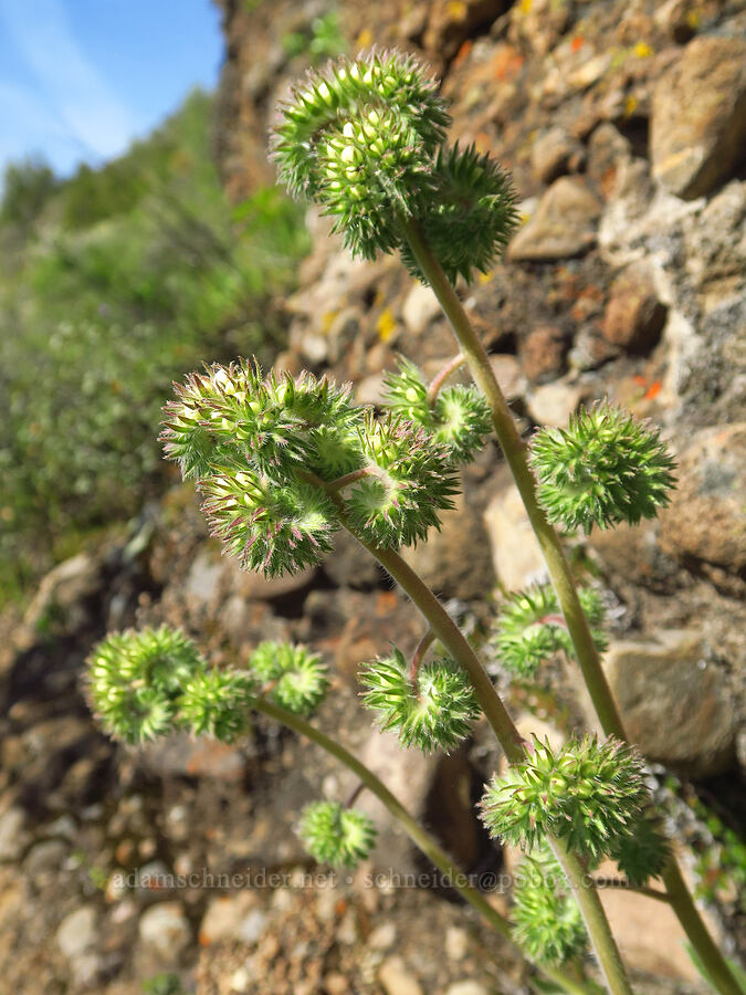 phacelia (which?) (Phacelia sp.) [Big Chico Creek Ecological Reserve, Butte County, California]