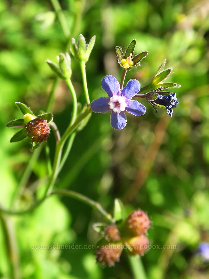Pacific hound's-tongue (Adelinia grandis (Cynoglossum grande)) [Upper Bidwell Park, Chico, Butte County, California]