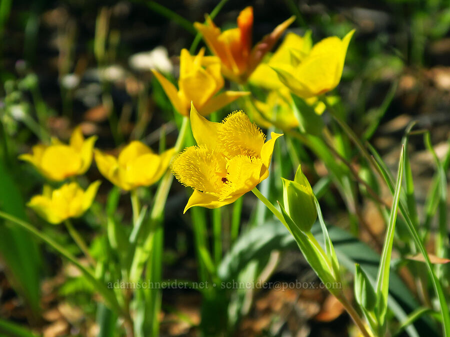 yellow star-tulips (Calochortus monophyllus) [Upper Bidwell Park, Chico, Butte County, California]