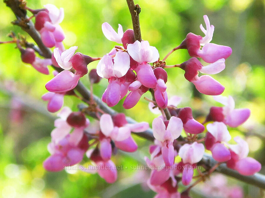 western redbud (Cercis occidentalis) [Upper Bidwell Park, Chico, Butte County, California]