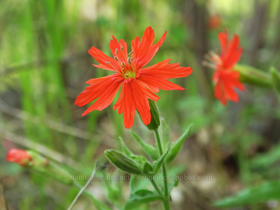 California Indian-pink (Silene laciniata ssp. californica) [Upper Bidwell Park, Chico, Butte County, California]