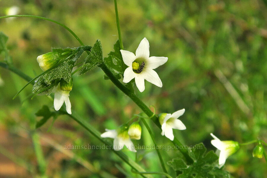 Watson's manroot (Marah watsonii) [Upper Bidwell Park, Chico, Butte County, California]