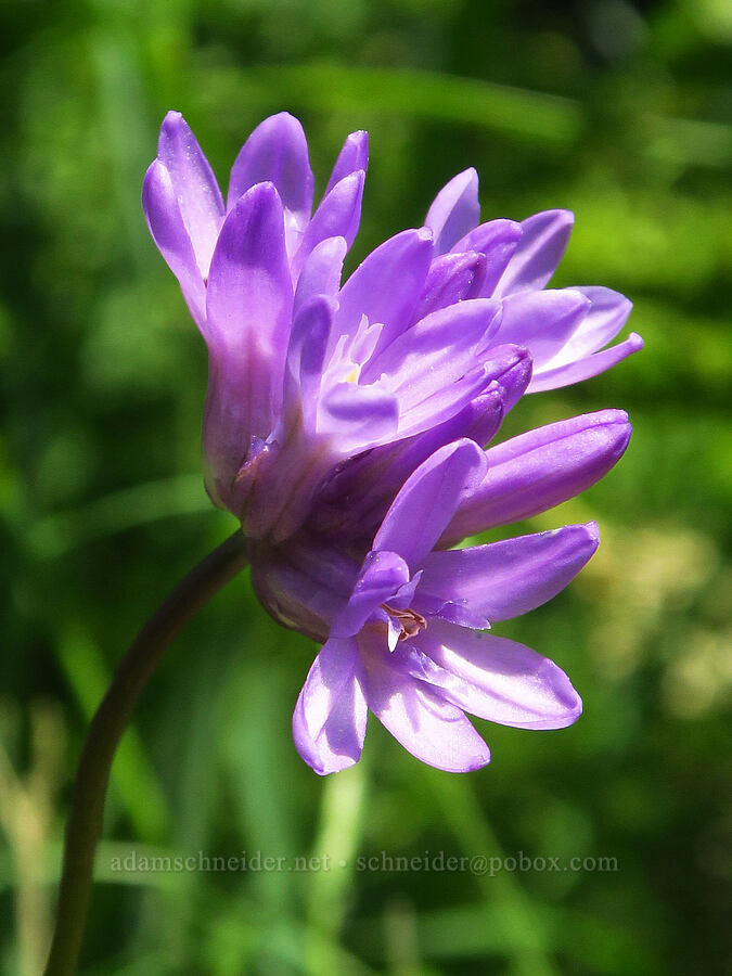 fork-tooth ookow (Dichelostemma congestum (Brodiaea congesta)) [southeast of Mitchell Point, Hood River County, Oregon]