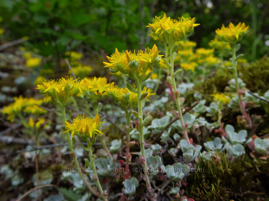 broad-leaf stonecrop (Sedum spathulifolium) [southeast of Mitchell Point, Hood River County, Oregon]