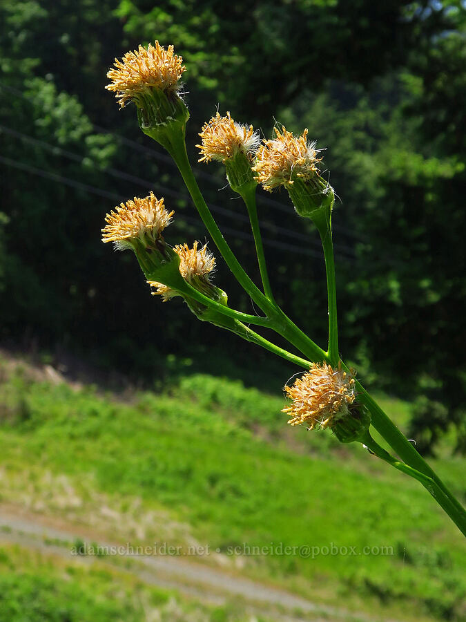 silver-crown luina (Cacaliopsis nardosmia (Cacalia nardosmia)) [Mitchell Point, Hood River County, Oregon]