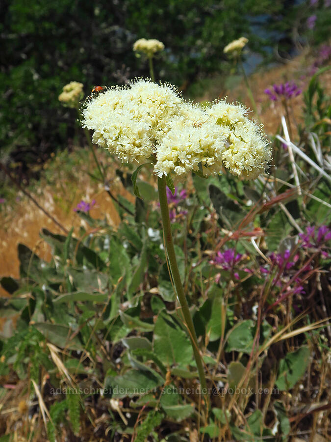 heart-leaf buckwheat (Eriogonum compositum) [Mitchell Point, Hood River County, Oregon]